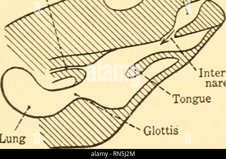 . Biologie Animale. Biologie ; zoologie ; physiologie. 16S de la respiration dans le processus. Bien sûr, si à la suite d'une blessure au thorax est percé, alors il y a égalité de pression atmosphérique sur les deux côtés de la paroi des poumons, et qu'ils ne s'effondrent. (Fig. 119A.) depuis la rythmique, les mouvements respiratoires sont dues à la contraction des muscles, il s'ensuit que les muscles à partir de stimuli atteindre le système nerveux ; parce que les muscles, sauf ceux du coeur et canal alimentaire, ne pas automatiquement du contrat. Maintenant, nous savons que l'influx nerveux se posent dans le soi-disant centre respiratoire dans la partie inférieure (medul Banque D'Images