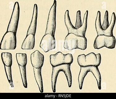 . Anatomie, descriptif et appliquée. L'anatomie. La bouche, OH ORALE CAVITÉ BUCCALE 1205 aussi loin que le cou. C'est la racine-, ou pericemental (périoste membrane alve- olare). En marge du periosteian alveoki.s econies la l)continu à la fil)rous structure de la gencive. Surfaces. En conséquence de la courbe de l'arcade dentaire, les conditions qu'Antérieure, Postérieure, interne et externe, tel qu'appliqué jusqu'aux dents, sont trompeuses et con- fusion. Des conditions spéciales sont donc appliqués aux différentes surfaces d'une tootii : Celui qui regarde vers les lèvres et la joue est le buccal ou labial Banque D'Images