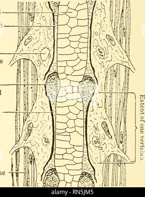 . Biologie Animale. Biologie ; zoologie ; physiologie. 138 Biologie animale connue sous le nom de muscles involontaires. Du point de vue de leur structure microscopique, les cellules musculaires sont de trois sortes. Les muscles volontaires sont constitués de cellules musculaires striées, et muscles involontaires, à l'exception de ceux du cœur, sont composés d'unstriated les cellules musculaires. Les cellules du coeur quelque peu l'approche de la structure de ces muscles volontaires et sont connus comme les cellules du muscle cardiaque. (Fig. 7, 32, 98, 99.) D. La forme Squelette du corps des vertébrés est maintenue par un système de soutien et la protection des structures, appelé le squelette Banque D'Images