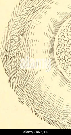 . La création d'animaux : une introduction à la zoologie. Zoologie. ir^*il' '1. Veuillez noter que ces images sont extraites de la page numérisée des images qui peuvent avoir été retouchées numériquement pour plus de lisibilité - coloration et l'aspect de ces illustrations ne peut pas parfaitement ressembler à l'œuvre originale.. Jones, Thomas Rymer, 1810-1880. Londres : Société pour la promotion de la connaissance Banque D'Images