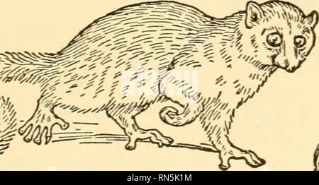 . Biologie Animale. Biologie ; zoologie ; physiologie. Enquête auprès des VERTÉBRÉS 131 conservé avec ténacité et apparaît à maintes reprises dans plus phyla. Il y a donc une trace des actions structurelles et physiologiques continuité tissés au photo de la vie animale qui est interprété comme preuve. Mm. Veuillez noter que ces images sont extraites de la page numérisée des images qui peuvent avoir été retouchées numériquement pour plus de lisibilité - coloration et l'aspect de ces illustrations ne peut pas parfaitement ressembler à l'œuvre originale.. Woodruff, Lorande Perte, 1879-1947. New York, The Macmillan Company Banque D'Images