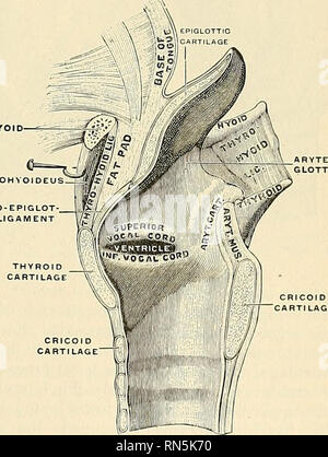 . Anatomie, descriptif et appliquée. L'anatomie. Le larynx 1169 membrane. La partie postérieure du ligament cricoarjrtenoid s'étend de l'intérieur et à l'cricoïde partie arrière de la base du arytenoid cartilage. Le thyroepiglottic ligmnentum thyreoepigloHlcum (ligament) (Fig. 894) est une longue et mince .cordon élastique qui relie l'apex de l'épiglotte avec la surface interne de l'angle de recul du cartilage thyroïde, immédiatement sous le ^nedian encoche, au-dessus des pièces jointes des faux et vrai cordes vocales. Mouvements.-l'articulation entre l'inférieur cornu de la thyroïde et le cric Banque D'Images