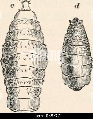 . Biologie animale, la biologie humaine. Les parties II &AMP ; iii du premier cours en biologie. La biologie. . Veuillez noter que ces images sont extraites de la page numérisée des images qui peuvent avoir été retouchées numériquement pour plus de lisibilité - coloration et l'aspect de ces illustrations ne peut pas parfaitement ressembler à l'œuvre originale.. Bailey, L. H. (Liberty Hyde), 1858-1954. New York, The Macmillan Co. Banque D'Images