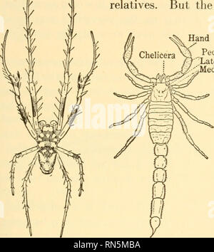 . Biologie Animale. Biologie ; zoologie ; physiologie. Sondage d'INVERTÉBRÉS 95 Arachnoidea. Nous concluons l'embranchement des Arthropodes, à la classe Arachnoidea : les araignées, les tiques, les acariens, les Scorpions, et leurs proches, ces sont souvent confondus avec les insectes, mais les formes plus courantes, telles que les araignées et les Tiques, sont facilement reconnaissables par la possession de huit pattes. (Fig. 55.) Les araignées sont des animaux carnivores qui capturent leurs proies par des bandes ou construits par la traque et sauter sur /. Certaines araignées sont toxiques et leur repu- i  % tion a servi de calomnier beaucoup de mal Banque D'Images