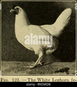 . L'élevage des animaux pour les écoles. Le bétail. Fig. 122. La leghorn blanche mâle. Type d'oeufs. La disposition. - Chacun des producteurs d'oeufs des races est- isée par un caractère plutôt nerveux, disposition active. Ils sont vigilants, et facilement effrayé, et lorsqu'on les dérange voler avec la facilité d'oiseaux sauvages. Le battant l'habitude est facilement établie, mais difficile à sur- venir. Depuis l'excitation interfère avec la fonction de production d'oeufs, volaille de ce type devraient être manipulés avec soin. Réfléchis un peu- ness et douceur de la part de l'accompagnateur sera entièrement sur- venir cette nervosité naturelles. Qual arrivant à échéance Banque D'Images