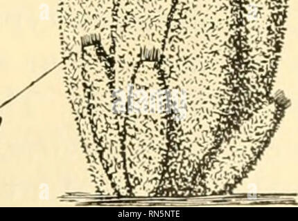 . Biologie Animale. Zoologie, biologie. fr "Osculum. Orifice Fig. 50.-différents types d'éponges. Un Grardia, ciliata (Fabricius), l'un des Cal- carea, une éponge simple montrant la formation de colonies et bourgeonnant. X 2. B, squelette d'Euplectella sp., un hexactinellid sponge appeler Venus' Fleur-basket, montrant la forme et structure générale ; les spicules sont blanches et comme du verre filé. X ^. C, Chalina oculata Pallas, l'un des Demospongiae marine. (À partir de l'Lankester Minchin, "un traité de zoologie," par la courtoisie de A. et C. Noir.) X  %. D, Ephydatia fluviatilis (Linnaeus), une piscine d''eau s Banque D'Images