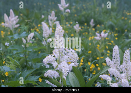 Vératre stamineum. Produits toxiques et dangereux à manger. Tsugaike, Hakuba, Nagano, Japon Banque D'Images