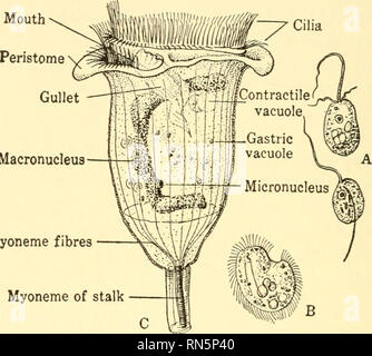 . Biologie Animale. Biologie ; zoologie ; physiologie. 44 biologie animale ess est essentiellement destructeur et la procédure simplifiée de produits sont représenté dans les excrétions relativement simple de la bactérie. Mais pendant la montée en un autre facteur a été l'intrusion elle-même- ually presque imperceptiblement dans le théâtre. C'est la vie des animaux microscopiques qui a été multipliant avec rapidité croissante à mesure que les conditions deviennent plus favorables, et en assume la vie dominante dans la phase d'infusion. Parmi les formes d'animaux, la première à apparaître sont excessivement minute flagellé les protozoaires, connu Banque D'Images