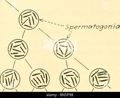 . Biologie Animale. Zoologie, biologie. Cellule germinale primordiale. et ainsi de suite pour un nombre de cellules /arqe divis/QTaXJ ons l'un spermatogonium. , Synapsis-spermatocyte primaire Me/division otique ^ J ] - Secondaire Spermatocyte J /j *^ [ / v de spermatide spermatozoïde Fig. 41.-Schéma illustrant la spermatogenèse, le nombre haploïde de chromosomes est 4 et les huit diploïdes. est connu comme une réduction d'une division ou d'une méiose. La réduction du nombre de chromosomes est connu comme le nombre haploïde, tandis que le plus grand nombre, que l'on trouve dans toutes les cellules somatiques et germinales immatures dans toutes les cellules, est appelé le nombre diploïde. Banque D'Images