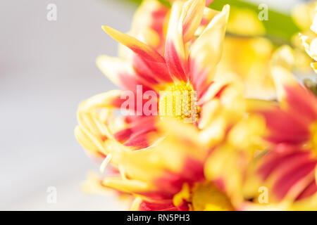 Belle rouge jaune fleurs chrysanthème frais boquet sur fond de bois blanc,sofot focus Banque D'Images