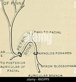 . Anatomie, descriptif et appliquée. L'anatomie. 1006 LE SYSTÈME NERVEUX en tw'o branches, dont l'une communique avec le nerf auriculaire postérieur, tandis que l'autre suppHes le tégument à l'arrière partie de la pinna et la partie postérieure de l'orifice du conduit auditif externe. La Direction générale du pharynx (ramus pharyiigeus), le nerf moteur principal du pharynx, est issue de la partie supérieure de le ganglion du tronc du nerf vague. Il est constitué principalement de filaments de la partie de l'accessoire vagale moelle nerf accessoire ; il passe à travers l'artère carotide interne au bord supérieur de la th Banque D'Images