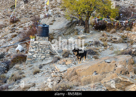 Chien de Mastiff tibétain se dresse sur une pierre et les gardiens du temple, Himalaya, Népal Banque D'Images