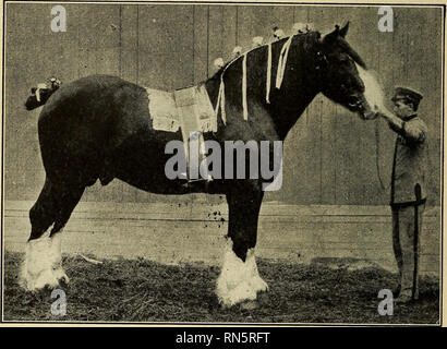 . L'élevage des animaux pour les écoles. Le bétail. 26 l'élevage des animaux et puissamment court, jambes musclées et au plutôt courte et droite métacarpes (Fig. 11).. Fig. 11.-Le projet de Shire Horse. 34. Le cheval de trait belge. - Depuis des siècles, la Belgique a été noté pour la taille et la qualité de ses chevaux. Les tout premiers membres de la littérature que les habitants de la Belgique sont très bons juges de chevaux et qu'ils étaient prêts à payer un prix élevé pour une classe supérieure de chevaux. Contrairement à la plupart des autres projets de races qui ont été développées, cette race a été presque entièrement le produit de son environnement. Dans t Banque D'Images