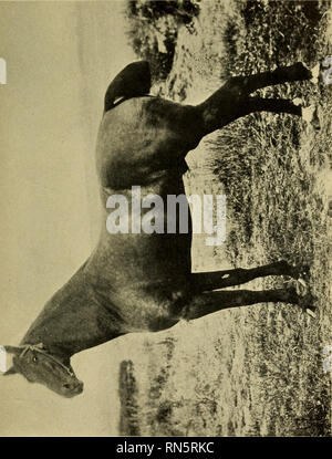 . L'élevage des animaux pour les écoles. Le bétail. Les races de chevaux 19. Veuillez noter que ces images sont extraites de la page numérisée des images qui peuvent avoir été retouchées numériquement pour plus de lisibilité - coloration et l'aspect de ces illustrations ne peut pas parfaitement ressembler à l'œuvre originale.. Harper, Wesley Merritt, 1877-. New York, The Macmillan Company Banque D'Images