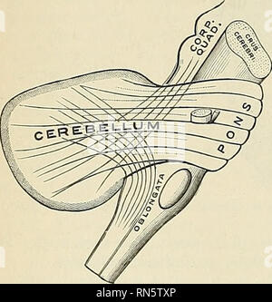 . Anatomie, descriptif et appliquée. L'anatomie. Le cervelet le lobe ...