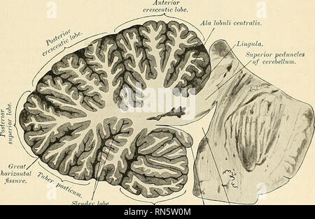 . Anatomie, descriptif et appliquée. L'anatomie. Le cervelet le lobe ...