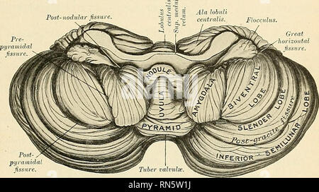 . Anatomie, descriptif et appliquée. L'anatomie. Le cervelet le lobe ...