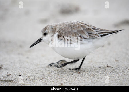 Un bécasseau sanderling sur une plage de Floride , USA Banque D'Images