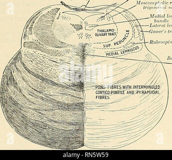 . Anatomie, descriptif et appliquée. L'anatomie. Le cervelet le lobe ...