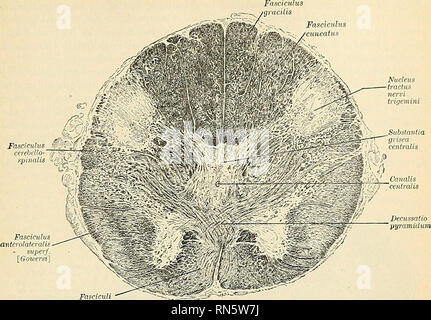 . Anatomie, descriptif et appliquée. L'anatomie. Domaines de la medulla oblongata 871 des pyramides ; leur parcours vers le cerveau seront décrites plus loin.. • Jiyramidales faisceaux Fig. 642.-trans-section du bulbe rachidien au decussation pyramidale des tracts. Canalis centralis nervi hypoglossi ailes noyau noyau noyau noyau cinereae faisceaux gracilis fatciculi cimeati «. Veuillez noter que ces images sont extraites de la page numérisée des images qui peuvent avoir été retouchées numériquement pour plus de lisibilité - coloration et l'aspect de ces illustrations ne peut pas parfaitement r Banque D'Images