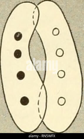 . La croissance des animaux et le développement. L'embryologie ; croissance ; biologie ; croissance ; l'embryologie ; Animaux -- croissance &AMP ; développement. . Veuillez noter que ces images sont extraites de la page numérisée des images qui peuvent avoir été retouchées numériquement pour plus de lisibilité - coloration et l'aspect de ces illustrations ne peut pas parfaitement ressembler à l'œuvre originale.. Sussman, Maurice. Englewood Cliffs, N. J. , Prentice-Hall Banque D'Images