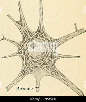 . Anatomie, descriptif et appliquée. L'anatomie. Le cervelet le lobe ...