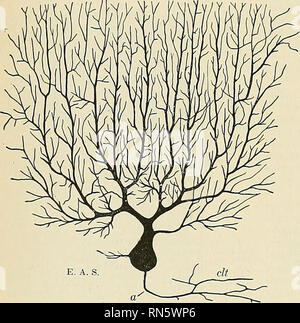 . Anatomie, descriptif et appliquée. L'anatomie. Le cervelet le lobe ...