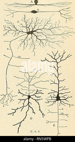 . Anatomie, descriptif et appliquée. L'anatomie. La moelle épinière ET DU CERVEAU COBD 807 mouvement. Démonstration du Tlarrison' est d'une grande importance dans le cadre de la "théorie" et rachat cr.oll idées sur le neurone de la doctrine. 2. Dans les tissus de la crête neurale.-Les éléments des tissus nerveux du système sympathique et de la dorsale des nerfs crâniens et les racines dorsales de l's]&gt;l'inal nerfs sont dérivés de la crête neurale. Omettre, pour l'heure actuelle, le développement du système sympathique, il est constaté que les cellules de la masse qui deviendra le cerebrospina Banque D'Images