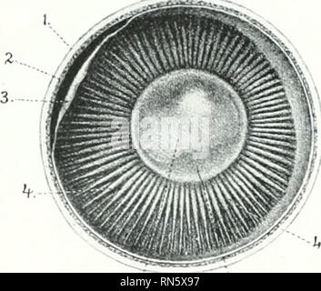 . L'anatomie de l'animal domestique. Anatomie vétérinaire. Les ORGANES DES SENS ET DE LA PEAU DU CHEVAL LA RÉTINE la rétine ou nerveux de la tunique est un eyeliall membrane délicate qui s'étend de l'entrée du nerf optique à tlic victoire de l'élève. Il se compose de trois parties. La grande partie postérieure, qui seule contient les éléments nerveux, le inchuling la neuro-épithélium et le nerf optique-fibres, est appelé la pars optica retinae. Il s'étend de l'avant à l'ciliar&gt ;" liody où elle t(&gt;rminates à une ligne circulaire régulière presque appelé l'ère ciliaris retinae.' ici e Banque D'Images