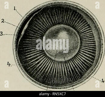 . L'anatomie de l'animal domestique. Anatomie vétérinaire. "BS LES ORGANES DES SENS ET DE LA PEAU DU CHEVAL LA RÉTINE la rétine ou tunique nerveux du globe oculaire est une membrane délicate qui s'étend de l'entrée du nerf optique à la marge de l'élève. Il se compose de trois parties. La grande partie postérieure, qui seule contient les éléments nerveux, y compris le neuro-épithélium et spécial le nerf optique-fibres, est appelé la pars optica retinae. Il s'étend vers l'avant pour le corps ciliaire, où elle se termine sur une ligne circulaire régulière presque appelé l'ère ciliaris retinae.' ici le retin Banque D'Images