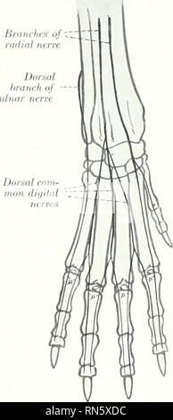 . L'anatomie de l'animal domestique. Anatomie vétérinaire. 854 LE SYSTÈME NERVEUX DU CHIEN l'avant-bras il dégage la direction de dorsale (R. dorsalis), Avhich fournit à la rameaux cutanés dorso-latcral surface de la &lt;listal partie de l'avant-bras et le carpe et se termine comme le nerf dorsal de l'fiftli numérique à deux chiffres. Desccnthng sous le couvert de la voiture fléchisseur] uhiaris j)le nerf cubital, plans inclinés en dedans du tendon d'insertion sous il nniscle de que et se divise en branches superficielles et profondes. La direction superficielle (R. su])erficialis hderal) descend le long de la frontière de la Nit fléchisseur Banque D'Images