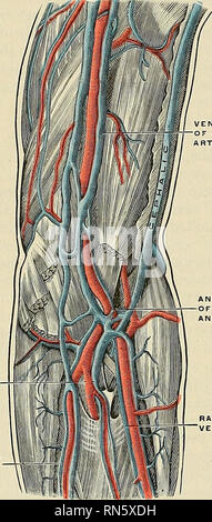 . Anatomie, descriptif et appliquée. L'anatomie. 732 LES SYSTÈMES VASCULAIRES prévues avec les branches de l'artère axillaire, et se termine juste sous la clavicule à la bordure extérieure de la première côte, où elle devient la veine sous-clavière. Ce bateau est couvert à l'avant par les muscles pectoraux et costo- membrane coracoïde, et se trouve sur le côté de la thoracique artère axillaire, qu'il chevauche- ment. Près de la marge la plus faible de la sous-scapulaire qu'il reçoit l'venae comites de l'artère brachiale, et, près de sa résiliation, le ceph- alic veine. Cette veine est fournie avec une paire de Banque D'Images