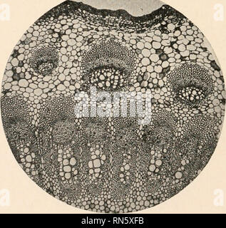 . L'anatomie des plantes ligneuses. Botanique -- Anatomie. FIG. 301.-Coupe transversale de la trace foliaire de Arclium. FIG. 302.-Section à travers la partie supérieure des tiges aériennes. Arclium Veuillez noter que ces images sont extraites de la page numérisée des images qui peuvent avoir été retouchées numériquement pour plus de lisibilité - coloration et l'aspect de ces illustrations ne peut pas parfaitement ressembler à l'œuvre originale.. Jeffrey, Edward C. (Edward Charles), b. 1866. Chicago, Illinois , l'University of Chicago Press Banque D'Images