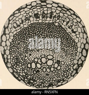 . L'anatomie des plantes ligneuses. Botanique -- Anatomie. 438 L'anatomie des plantes ligneuses. FIG. 301.-Coupe transversale de la trace foliaire de Arclium. Veuillez noter que ces images sont extraites de la page numérisée des images qui peuvent avoir été retouchées numériquement pour plus de lisibilité - coloration et l'aspect de ces illustrations ne peut pas parfaitement ressembler à l'œuvre originale.. Jeffrey, Edward C. (Edward Charles), b. 1866. Chicago, Illinois , l'University of Chicago Press Banque D'Images
