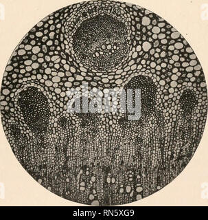 . L'anatomie des plantes ligneuses. Botanique -- Anatomie. FIG. 299.-partie d'une section transversale de la racine de Cynara. Scolyrnus FIG. 300.-La section transversale de l'axe de l'Arctium. Veuillez noter que ces images sont extraites de la page numérisée des images qui peuvent avoir été retouchées numériquement pour plus de lisibilité - coloration et l'aspect de ces illustrations ne peut pas parfaitement ressembler à l'œuvre originale.. Jeffrey, Edward C. (Edward Charles), b. 1866. Chicago, Illinois , l'University of Chicago Press Banque D'Images