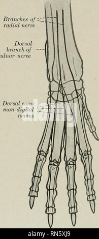 . L'anatomie de l'animal domestique. Anatomie vétérinaire. 854 LE SYSTÈME NERVEUX DU CHIEN l'avant-bras il dégage la direction de dorsale (R. dorsalis), qui fournit aux rameaux cutanés dorso-latérales de la surface de la partie distale de l'avant-bras et le carpe et se termine comme le nerf digital dorsal du cinquième doigt. En ordre décroissant, sous couvert de l'flexor carpi ulnaris, le cubital inclinés vers le dedans sous le tendon d'insertion de ce muscle et de dindes en branches superficielles et profondes. La direction superficielle (R.) tlcscends superficiel le long de la frontière latérale de l'tenilons fléchisseur, Banque D'Images