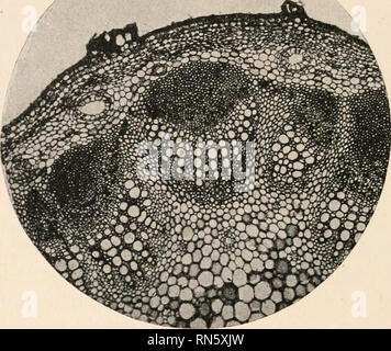 . L'anatomie des plantes ligneuses. Botanique -- Anatomie. 434 L'anatomie des plantes ligneuses. FIG. 295.-section transversale d'une partie de la tige de l'artichaut de Jérusalem. Veuillez noter que ces images sont extraites de la page numérisée des images qui peuvent avoir été retouchées numériquement pour plus de lisibilité - coloration et l'aspect de ces illustrations ne peut pas parfaitement ressembler à l'œuvre originale.. Jeffrey, Edward C. (Edward Charles), b. 1866. Chicago, Illinois , l'University of Chicago Press Banque D'Images