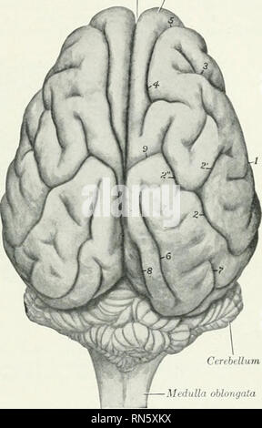 . L'anatomie de l'animal domestique. Anatomie vétérinaire. Le SYSTÈME NERVEUX DU COCHON 843 liés à la partie antérieure arter mésentérique'. Les deux sont connectés bj' gangliated cordes, et sont de même coimected avec les ganglions de l'autre côté, de sorte que l'arrangement est jilexiform. Le plexus cœliaque est plus complexe que celle du cheval en corrélation avec la com]3oun(l cliaracter de l'estomac. La partie postérieure du ganglion mésentérique est petit et est situé derrière l'artère de comme nom. Il reçoit des fibres provenant de ces trois ou quatre ganglions lombaire et deux faisceaux de la face antérieure de mese Banque D'Images