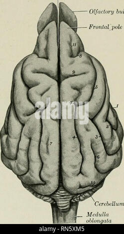 . L'anatomie de l'animal domestique. Anatomie vétérinaire. La FiQ. 679.-tronc cérébral de chien, vue dorsale. o, de la moelle épinière ; b, rainure dorsale médiane ; c, c', funicu- lus gracilis ; c", clava ; d, d', funiculus cuneatua ; d", tuber- culum cuneatum ; c, funiculus lateralis : e', cin- ereum tuberculum ; /. medulla oblongata ; /, //. Malade, fovese de marbre de quatrième ventricule (fossa rhomboidea) ; g, limiter rainure ; h, fissure médiane ; je, eminentia medialis ; k, ala cinera ; I, I', pons ; m, pédoncule postérieur, et n, au pédoncule, de cere- bellum (cut) ; o, pédoncule antérieur du cervelet ; p, p', cor- pora Banque D'Images