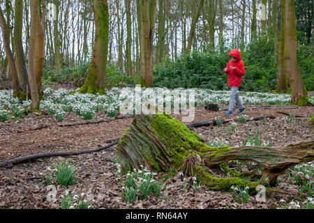 Promenades dans les paysages d'hiver, bois et forêts enneigées et champs verts ; Bretherton, Lancashire, Royaume-Uni.Février 2019.Météo Royaume-Uni.Promenade en forêt ensoleillée l'après-midi.Des expositions de gouttes de neige, qui seraient le premier signe du printemps, ont attiré dimanche des centaines de visiteurs au Bank Hall de Bretherton.Les terrains de Bank Hall sont ouverts au public lorsque les chutes de neige sont ouvertes pour recueillir de l'argent pour sa restauration. Banque D'Images