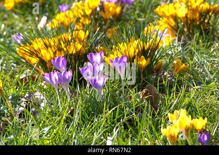 Schleswig, Allemagne. 16 Février, 2019. La floraison des crocus au printemps. Fruhbluher avec sang ouvert bénéficier du premier soleil de l'année dans un jardin de Schleswig. Lotissement : plantes à graines (Spermatophytina), classe : Bedecktsamer (Suisse), monocotylédones, Ordre : Brassicoideae (Brassicoideae), Famille : Iris (Iridaceae), Genre : Crocus | Conditions de crédit dans le monde entier : dpa/Alamy Live News Banque D'Images