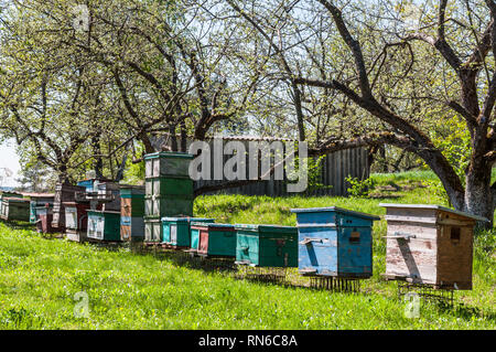 Ulyany, région de Kiev, Ukraine - Mai 2, 2013 : ruche avec des abeilles au rucher en Ukraine. Jardin de fruits avec de l'herbe verte au printemps. Banque D'Images