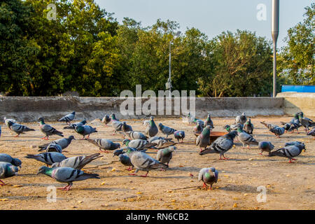 Groupe de pigeons mangeant du pain près de Palika Bazar Delhi Inde Banque D'Images