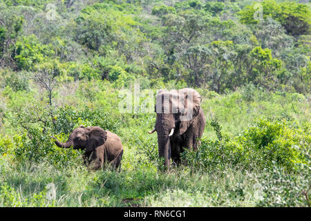 Image d'un adulte avec son petit éléphant l'un qui se tient dans la défense du groupe Banque D'Images