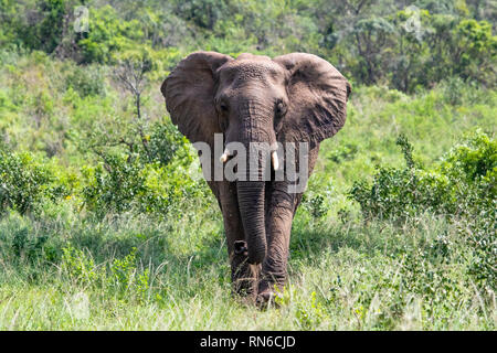 Image d'un éléphant d'adultes qui se tient dans la défense du groupe Banque D'Images