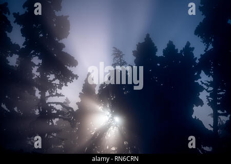 Silhouette de téléski et des arbres à l'hiver avec du soleil à travers la brume dans la station de ski de Levi en Finlande, Kittilä Banque D'Images