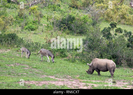 Image d'un rhinocéros et des zèbres dans la brousse africaine Banque D'Images