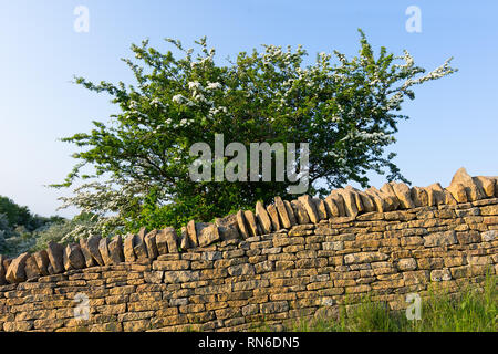 Un mur en pierre sèche en pierre de Cotswold se trouve en face d'un arbre en fleurs à l'heure d'or. Banque D'Images