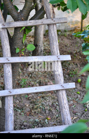 Ancienne échelle en bois appuyée contre l'arbre Banque D'Images