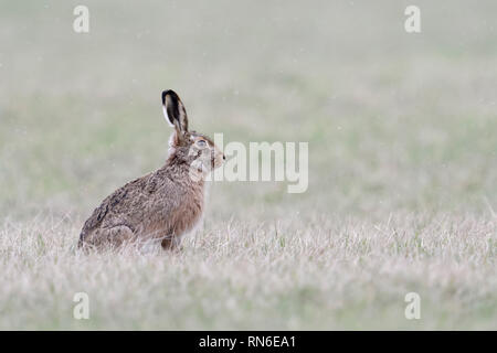 Lièvre brun / lièvre européen / Feldhase (Lepus europaeus ) en hiver, assis sur les herbages, la lumière de neige, la faune, l'Europe. Banque D'Images